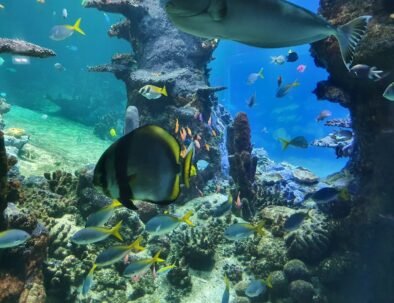 Nausicaá – Centre national de la Mer